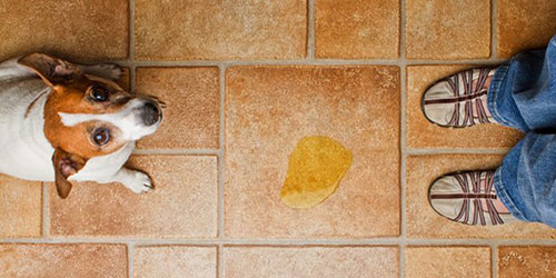 pet-stain-cleaning