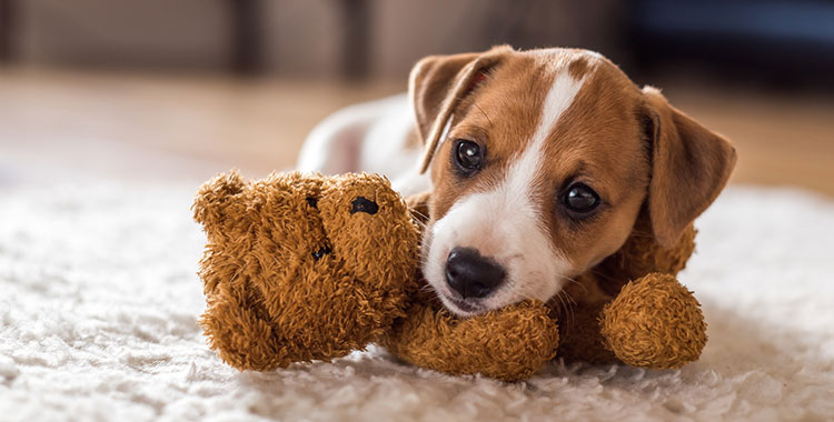 rug pet cleaning