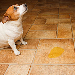 tile and grout cleaning